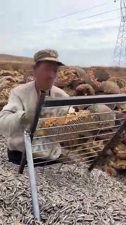 Sunflower Seeds Extraction Process | Step-by-Step Guide to Pure Seed Extraction