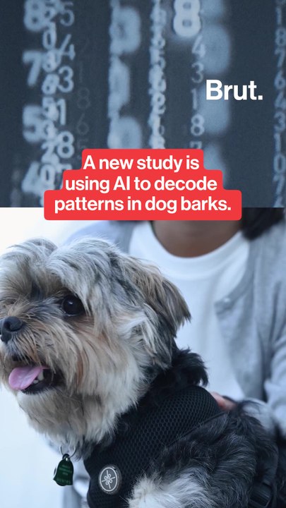 A new study is using AI to decode patterns in dog barks.