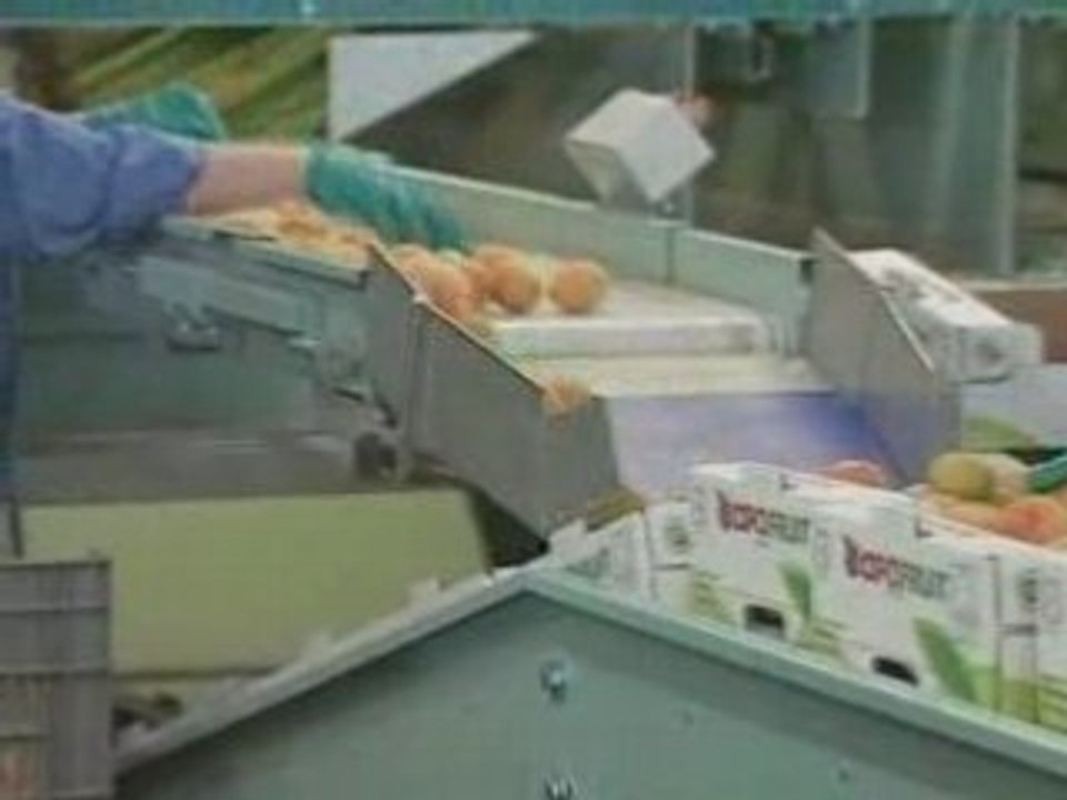 SAMMO Linea envasado albaricoque