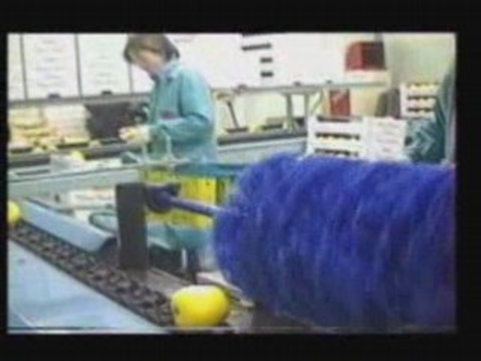 SAMMO Linea envasado manzana