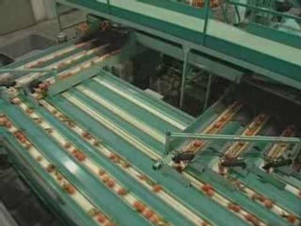 SAMMO Linea envasado cítricos