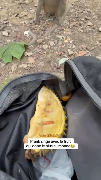 Fait péter l’fruit🐒😂