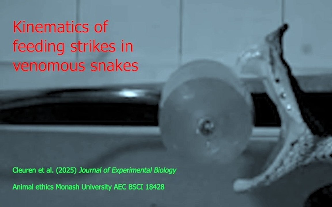 Cámaras de alta tecnología capturan los secretos de las mordeduras de serpientes venenosas