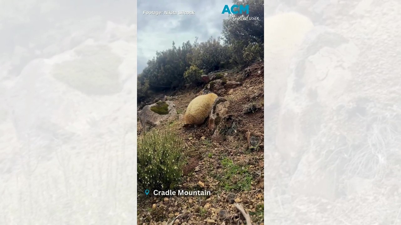 Cradle Mountain's white echidna