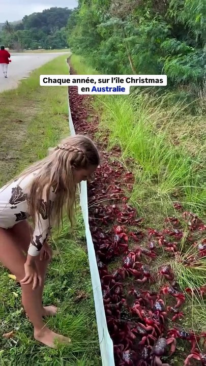 🦀🌴 La migration des crabes rouges 2025 est en cours