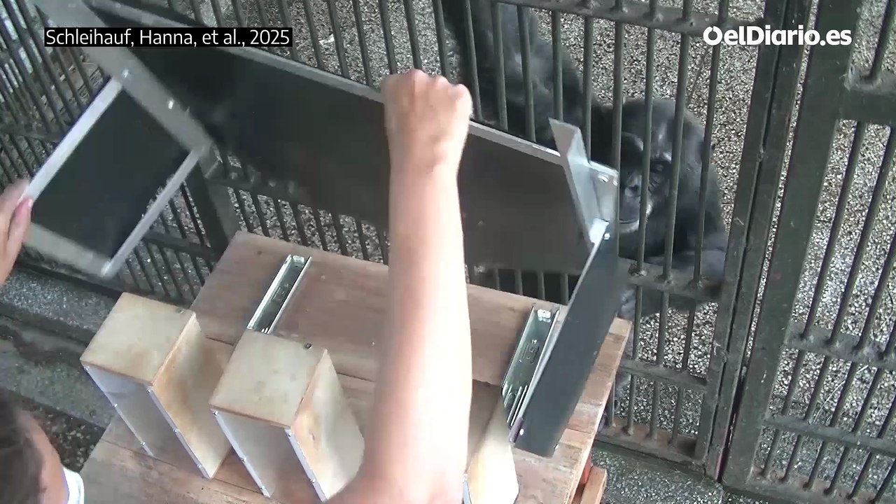 Los chimpancés pueden ‘razonar’ y revisar sus creencias al recibir nueva información