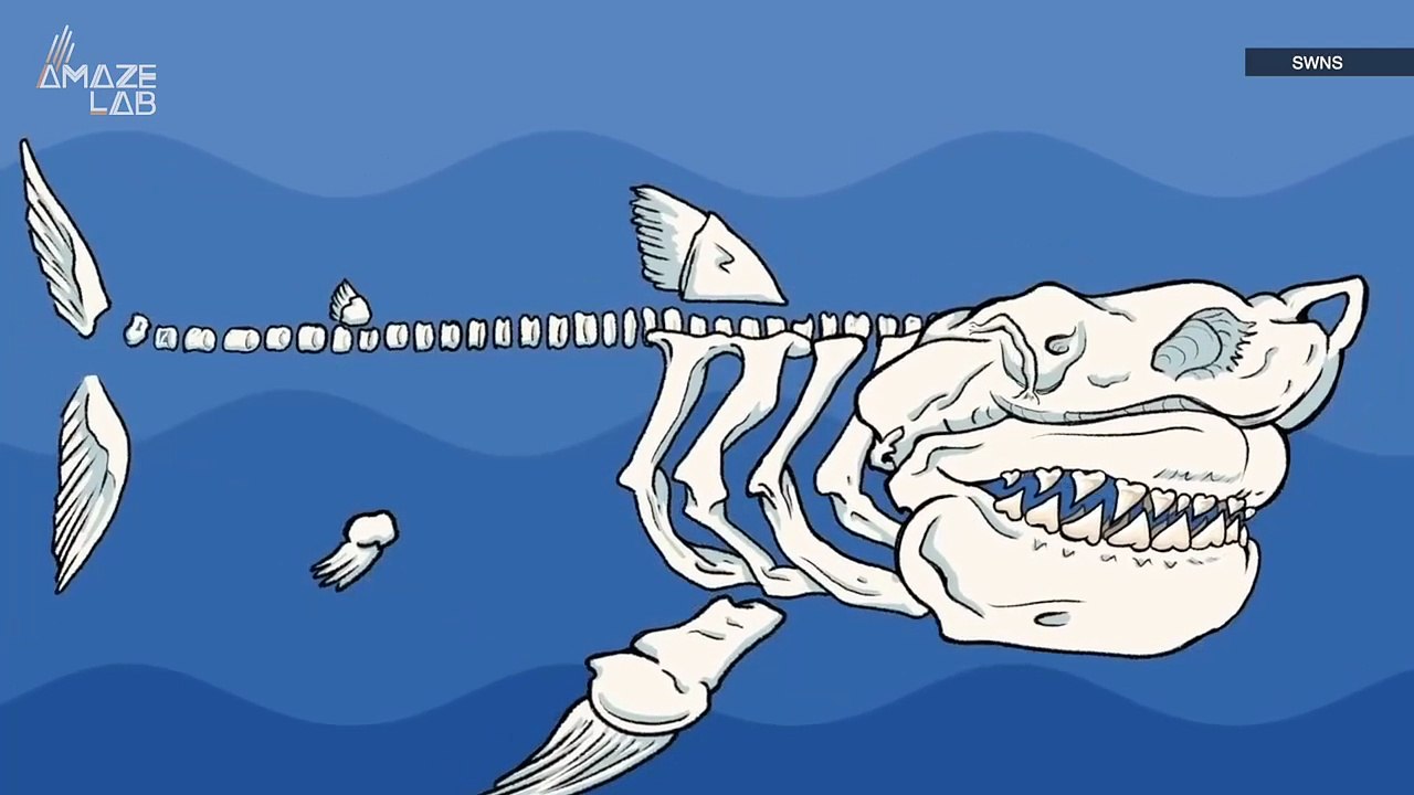 Just How Big and Scary Was the Megaladon? Introducing the World’s Notorious Apex Predator