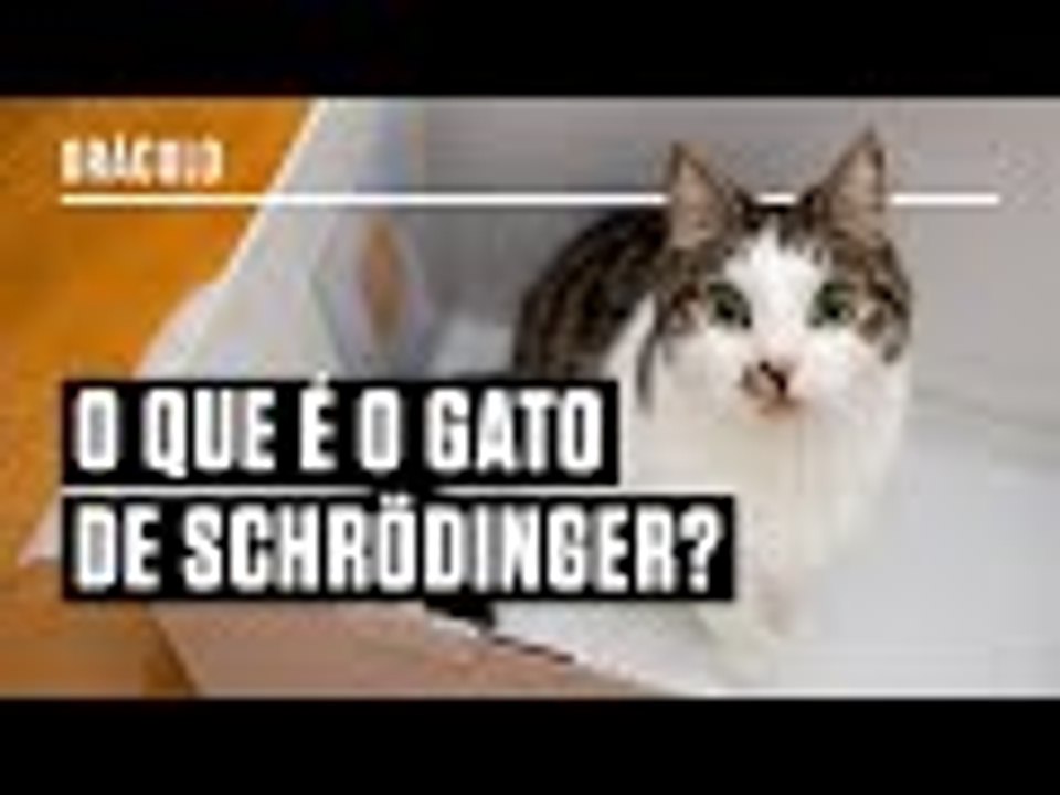 O que é o Gato de Schrödinger? Pesquisadora responde a perguntas sobre física quântica.