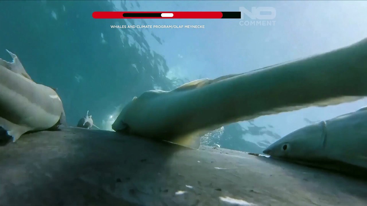 Редкие кадры: рыбы-прилипалы "серфят" на горбатых китах у берегов Австралии