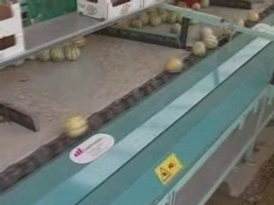 Sammo Linea envasado Melon