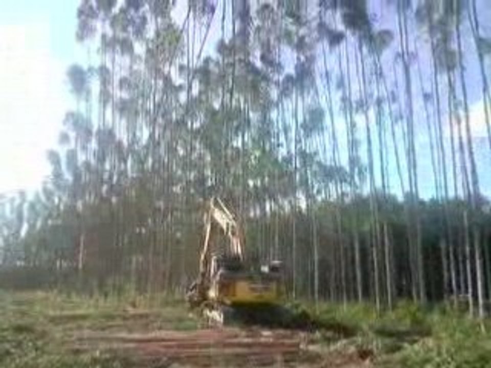 Baumfällen Brasilien