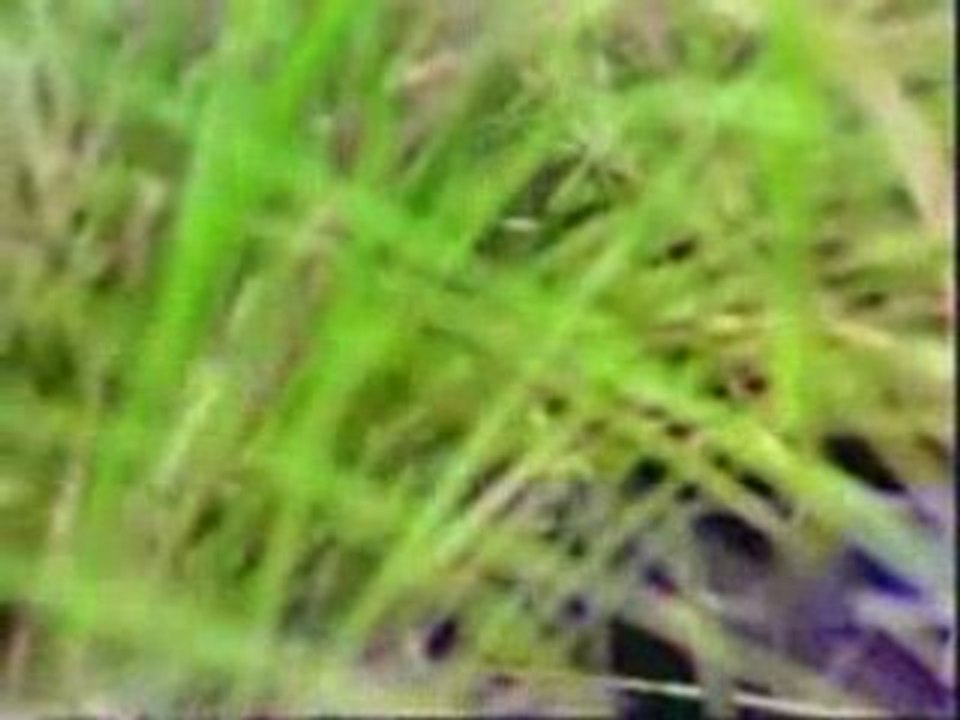 Ilamai enum poongatru