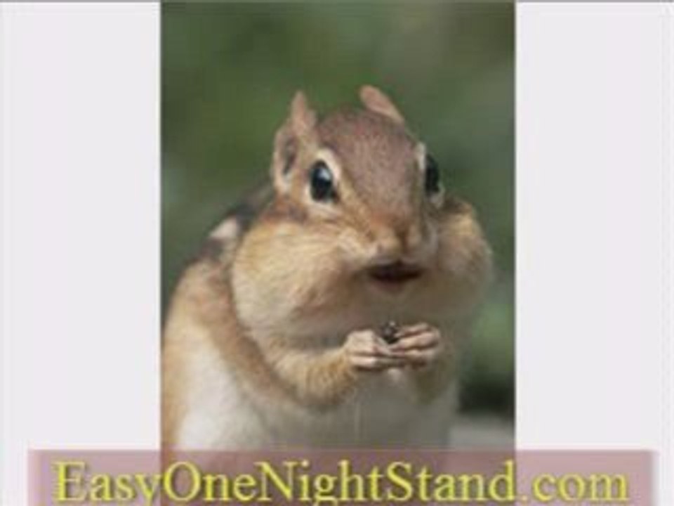 Dating Advice From Chipmunk