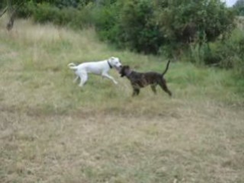 Reks i Buch ( Dogo Arjentino )