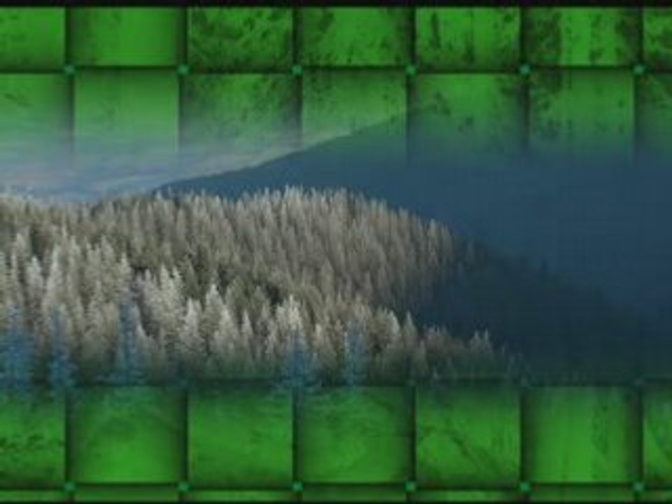 Forests: Nature's Vital Ecosystems 🌳