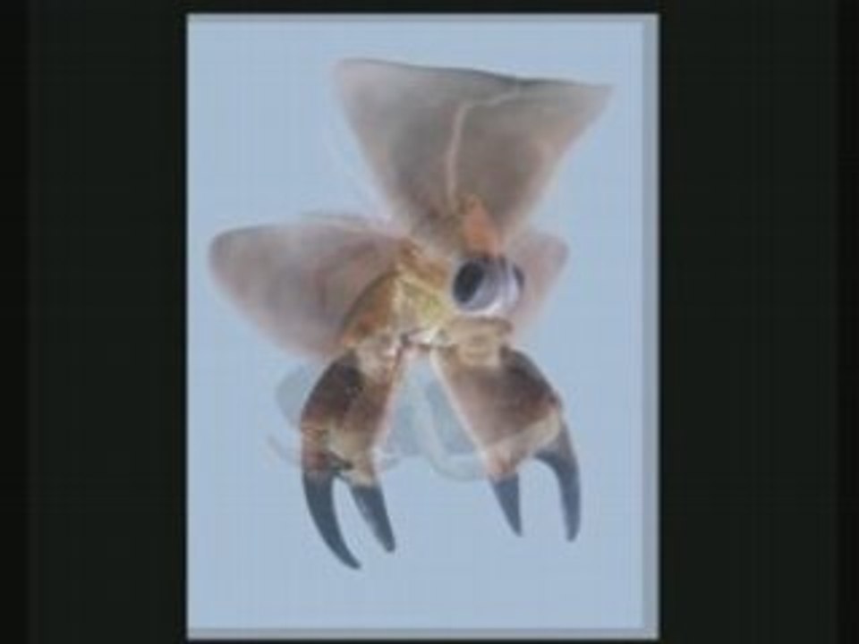 exposition "ORGANISMES 2ème GENERATION"