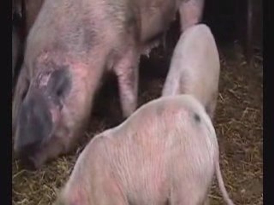 British Bits: British Pigs