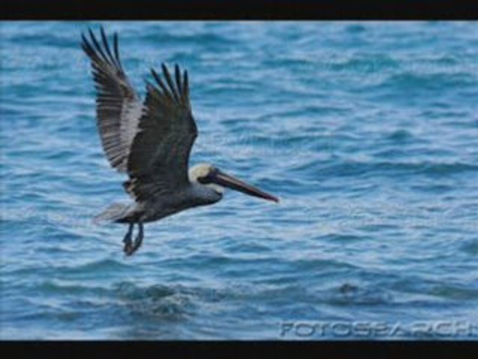 Pour Anne (own composition + background-images of birds)