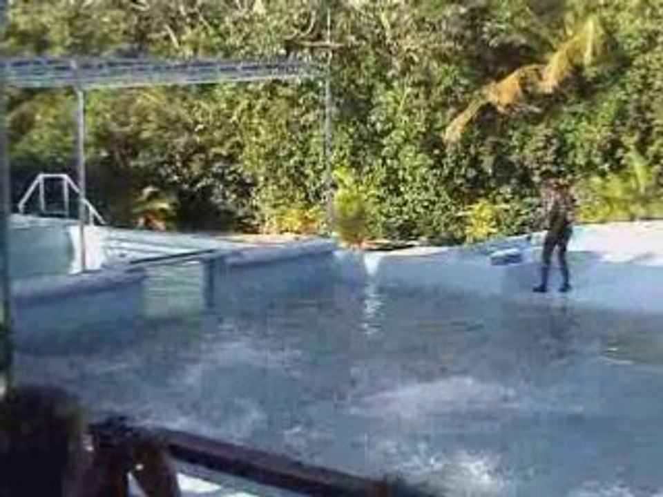 Nagez avec les Dauphins 🐬 : Une Aventure Inoubliable