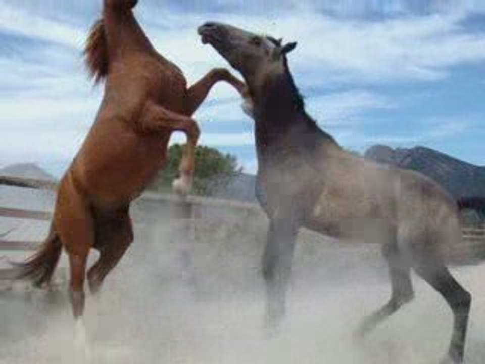 Best-of des chevaux!