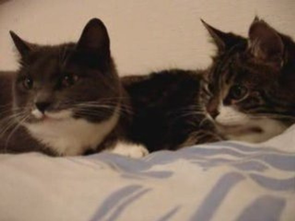 разговор кошек))))))))))))))))))))