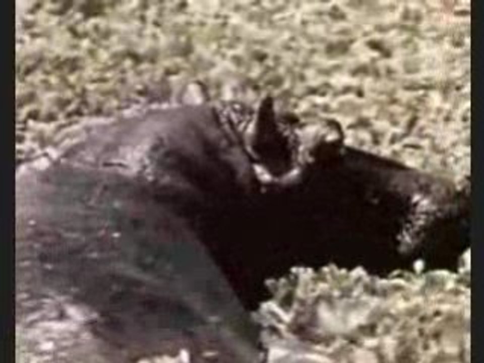 Hey tu kroi kon ta pa vu laba mdrrrr les singes