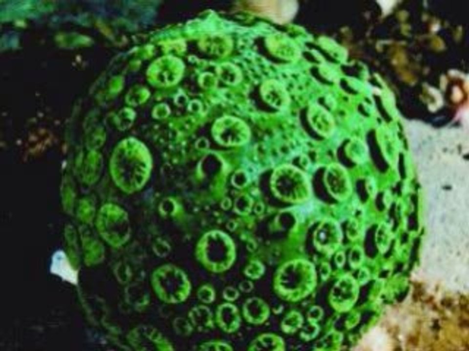 The Language of Mathematics 14: Introduction to Trigonometry