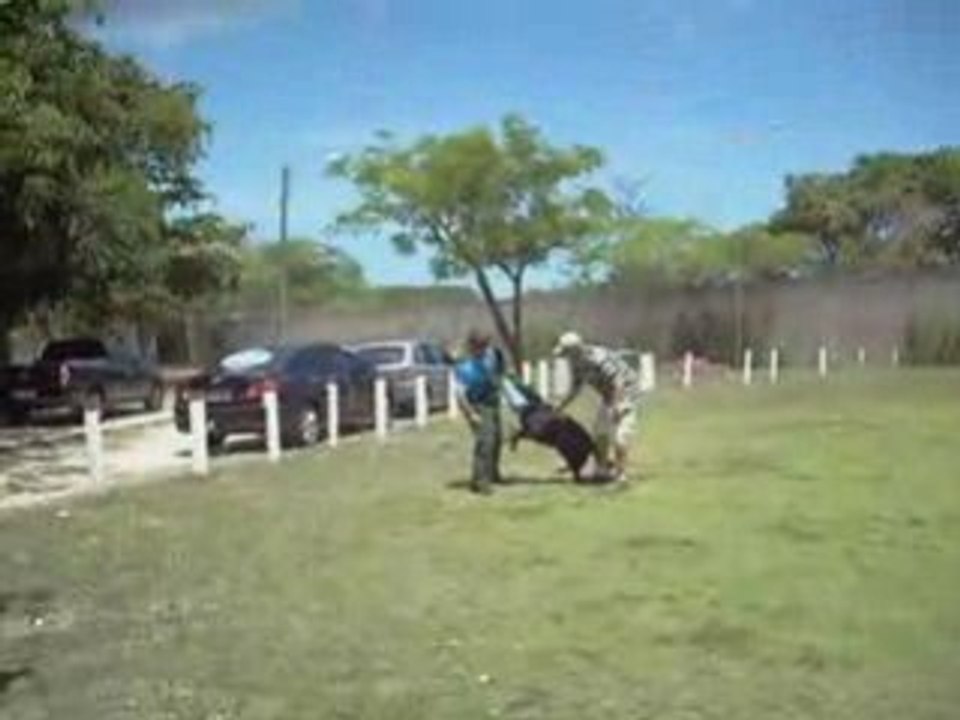 Pastor Preto do Alemão