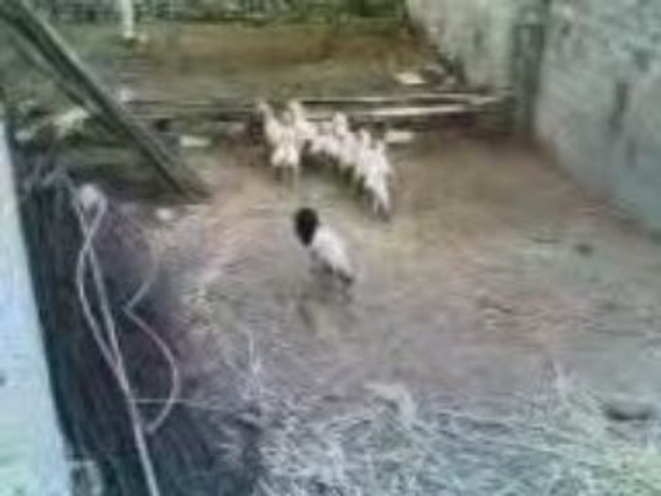 الخروف+المرعب