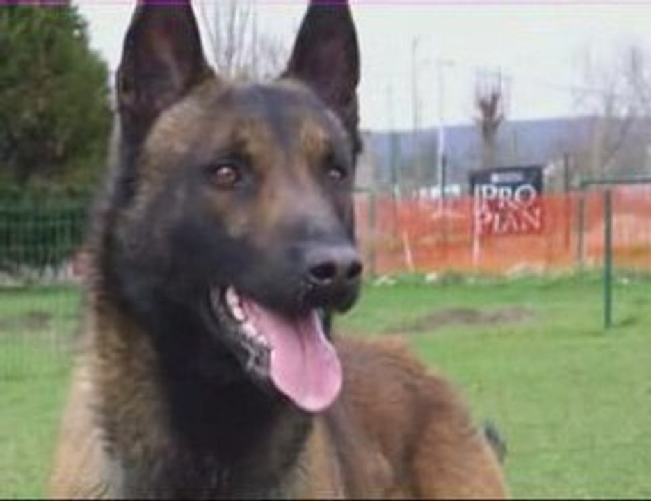 Adopt Bruce, a Malinois in Need 🐾