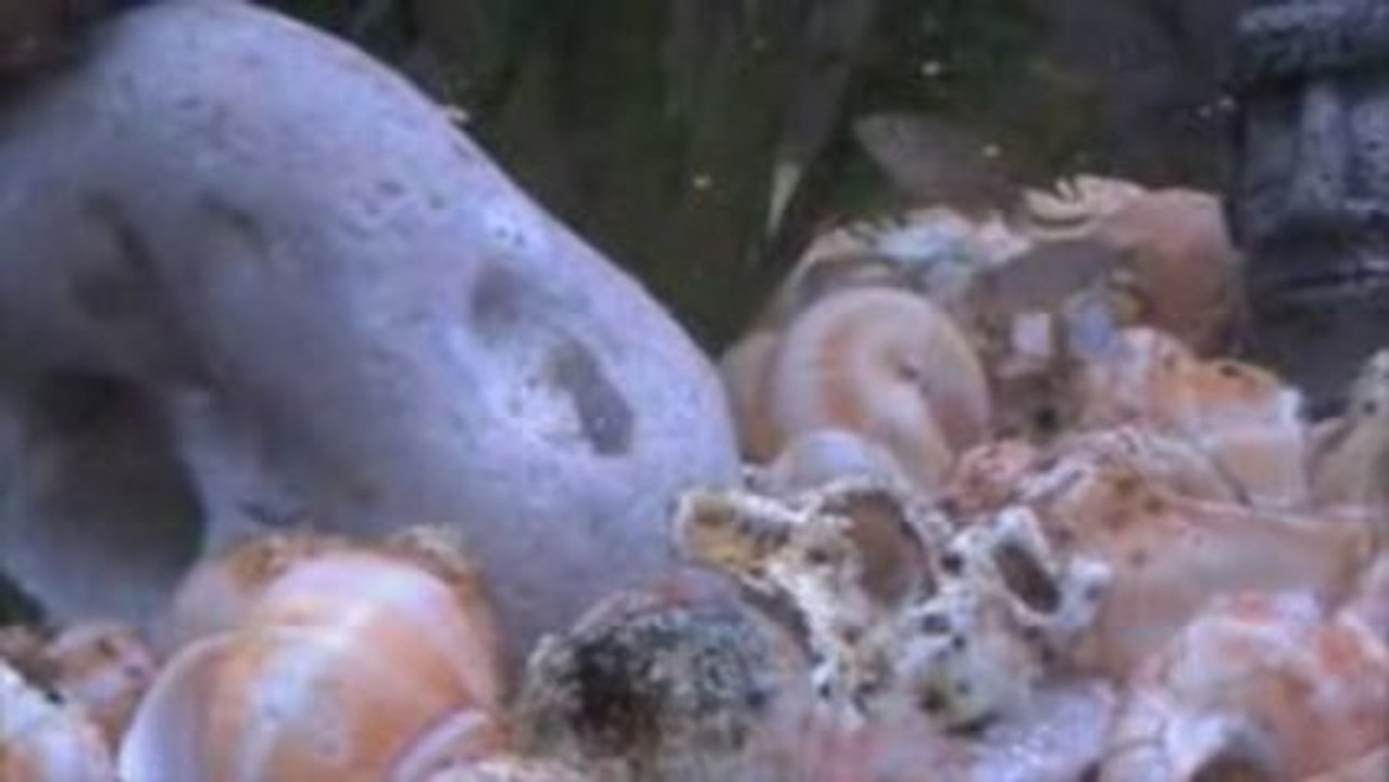 les multis en colonie