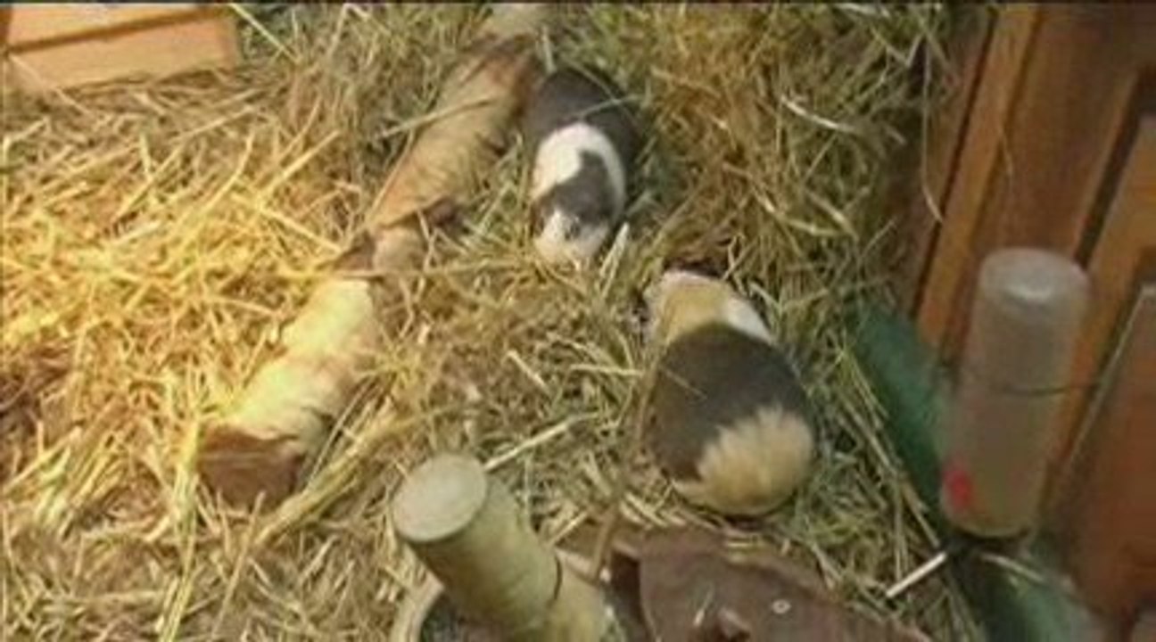 Entdecken Sie die faszinierende Geschichte der Gruson-Gewächshäuser 🌿