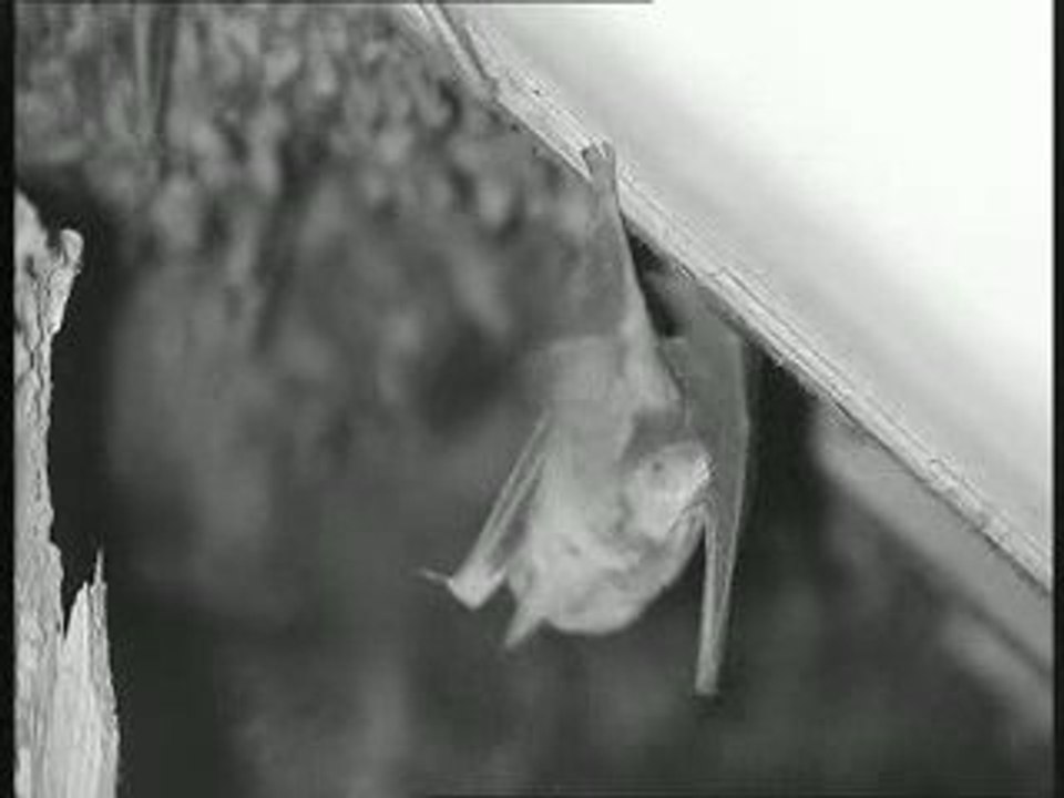 colonie de grands murins