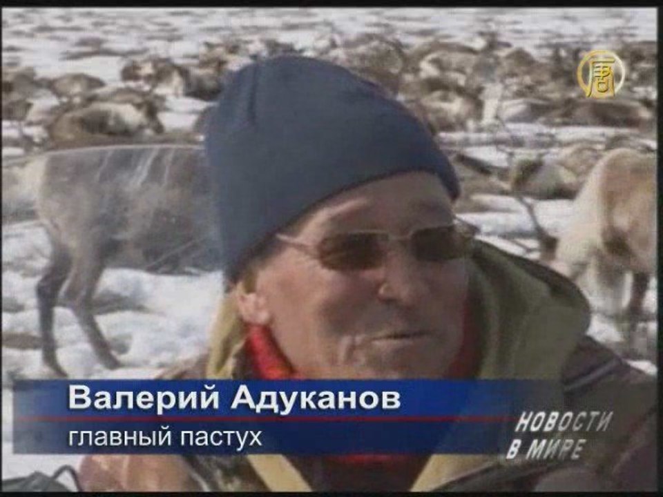 В России возрождается традиция разведения северных оленей