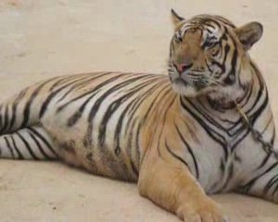 Thaïlande 2009 Centre et Nord