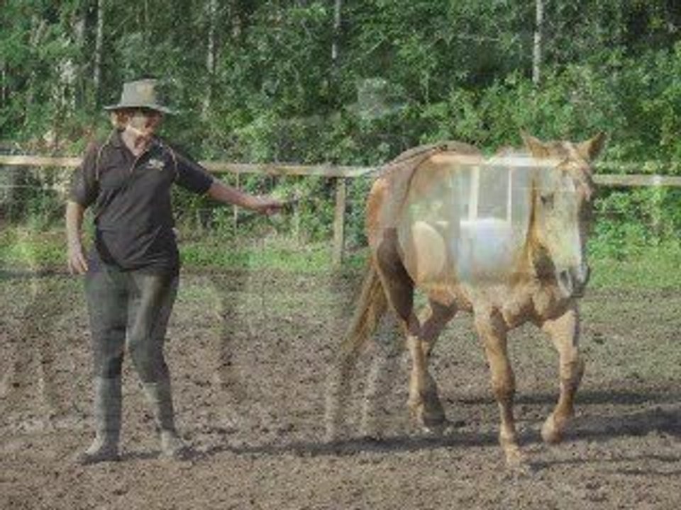 Quantum Savvy Ultimate Horse Course & Level 3 camp