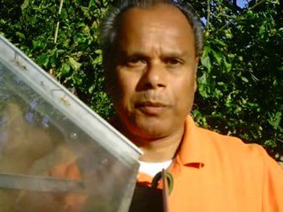 Nelson brunton 0n Diabetes