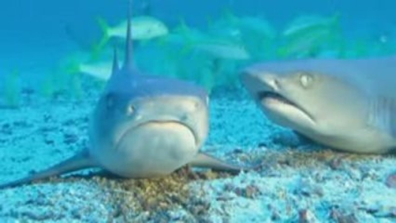 Hey Alan,Alan, Alan, Alan,Alan,Alan...