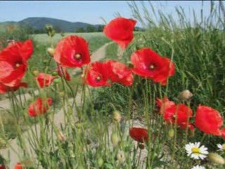 WRÓCE DO TYCH STRON-ANDRZEJ CIERNIEWSKI