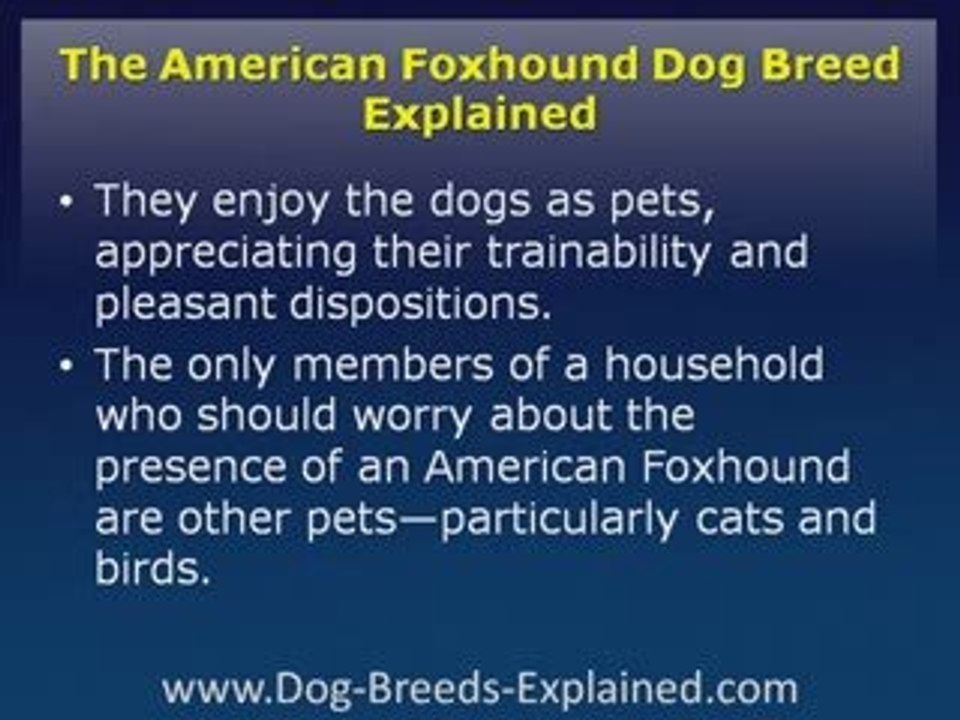 American Foxhound Dog Breed Explained