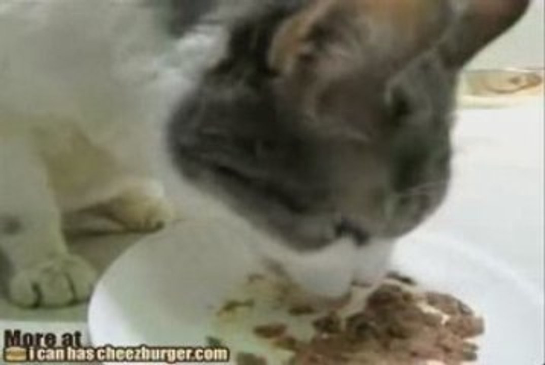 "Yum Yum" Kitteh
