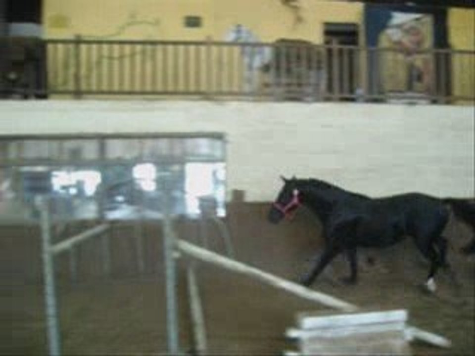 Primeiro de Montfort