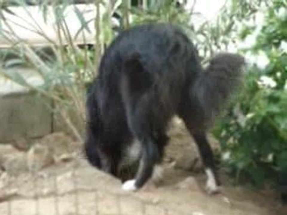 Apache, Femelle Border Collie née en 2008 🐾