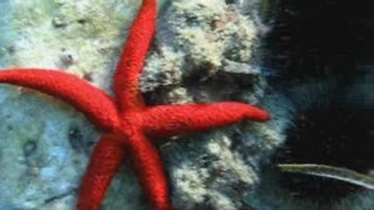 Introduction to Thassos: A Greek Island in the Aegean Sea