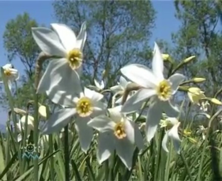 Pansionat BLAGODATПансионат Благодать курорт Шаян,Закарпатье