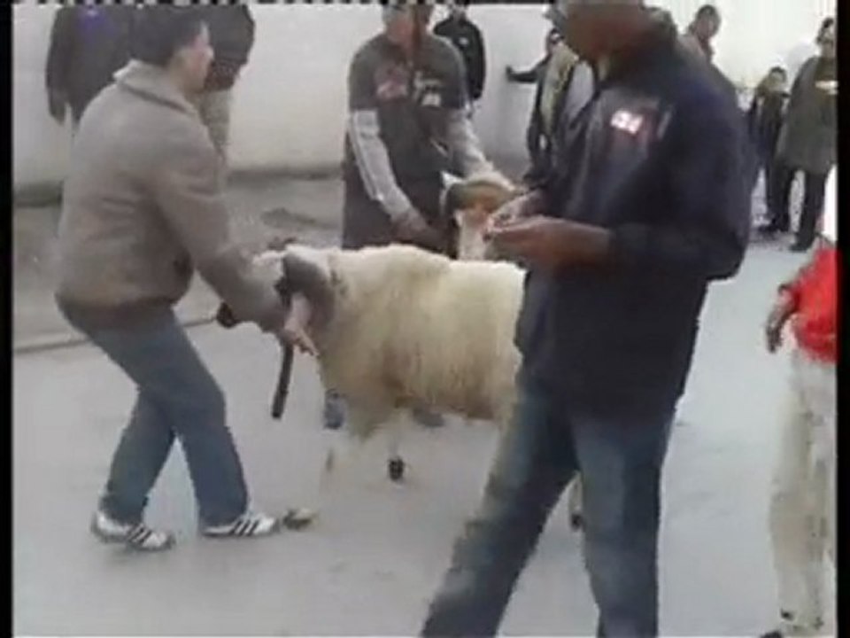 combat mouton 3id 2007 fi el 7ouma(soumranne)