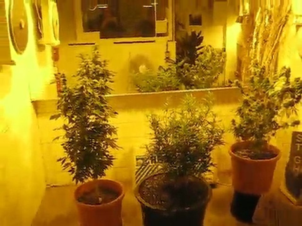 Weed and Hash Museum Amsterdam, NL