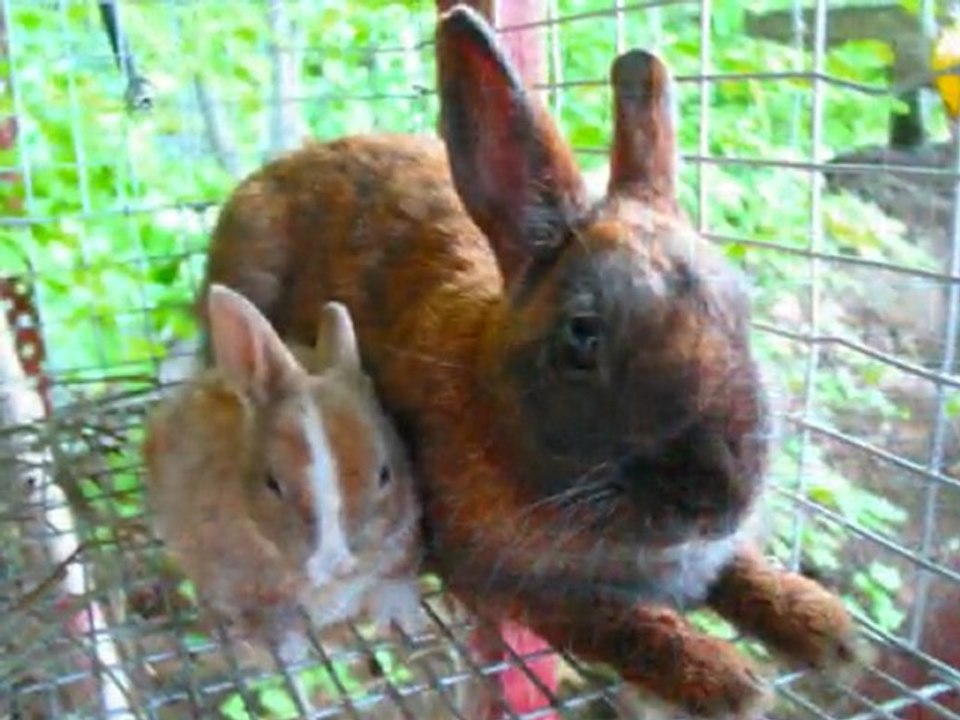Hommage à un être cher disparu il y a 1 an 🌟