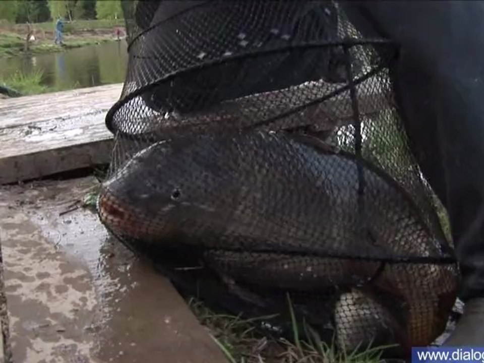 Подмосковье,  ловля штекером на платнике