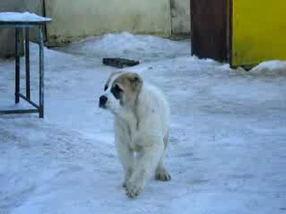 Сен Сао Зевс возраст 3 мес.